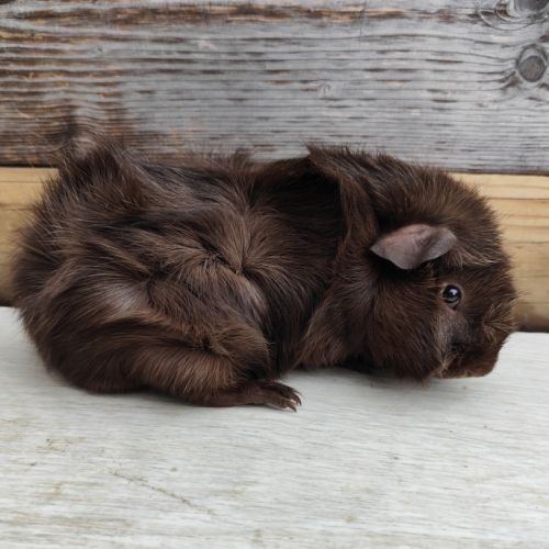 Cochon d'inde de race #8