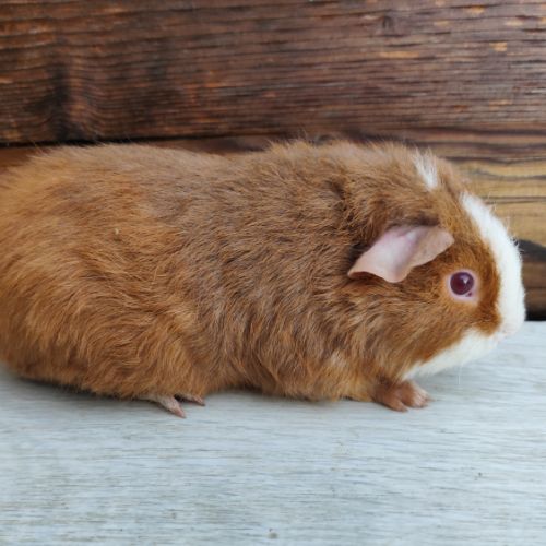 Cochon d'inde de race #9