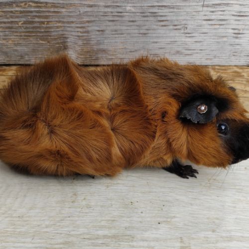 Cochon d'inde de race #10