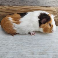 Cochon d'inde de race