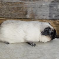 Cochon d'inde de race #2