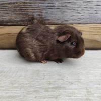 Cochon d'inde de race #4