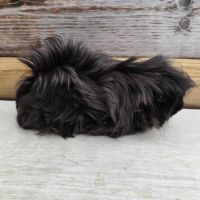 Cochon d'inde de race #5