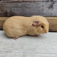 Cochon d'inde de race #6