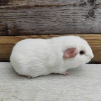 Cochon d'inde de race #7