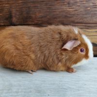 Cochon d'inde de race #9