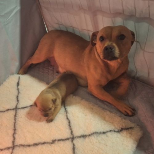 Magnifique staffy rouge lof #1