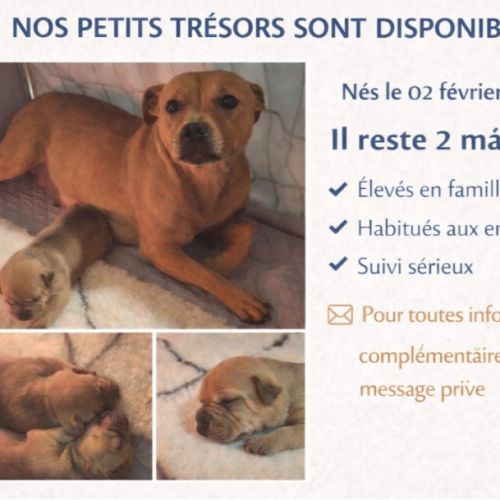 Magnifique staffy rouge lof #2