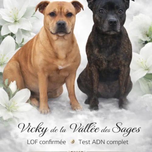 Magnifique staffy rouge lof #5