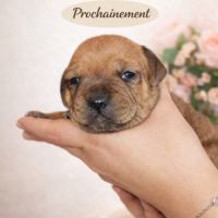 Magnifique staffy rouge lof #4