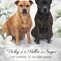 Magnifique staffy rouge lof #5