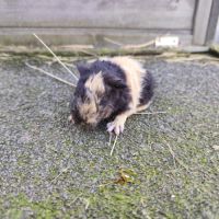 Bébé cochon d'inde mâle #0