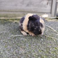 Bébé cochon d'inde mâle #2