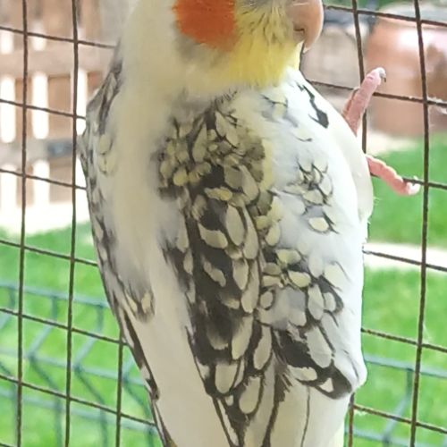 Jeune couple calopsitte 2025