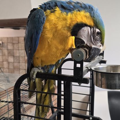 Jeune ara ararauna #2