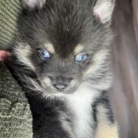 Pomsky f3 toy #1
