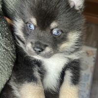Pomsky f3 toy