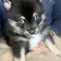 Pomsky f3 toy #3