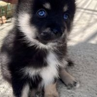 Pomsky f3 toy #4
