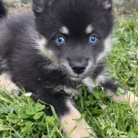 Pomsky f3 petit mini