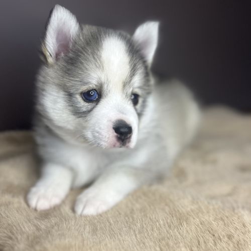 Pomsky toy f3 #2