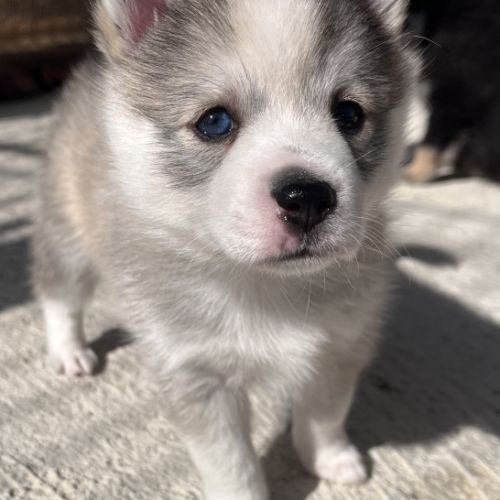 Pomsky toy f3 #4