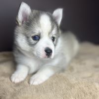 Pomsky toy f3 #2