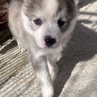 Pomsky toy f3 #5