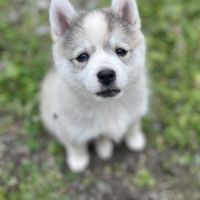 Pomsky toy f3