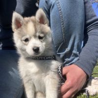 Pomsky toy f3