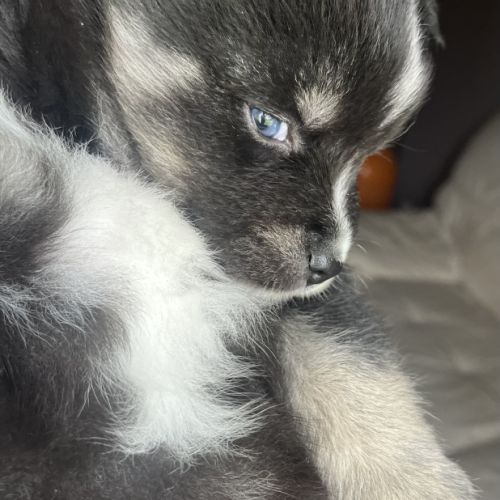 Pomsky miniature f3 #1