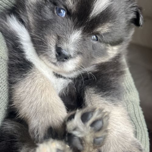 Pomsky miniature f3 #2