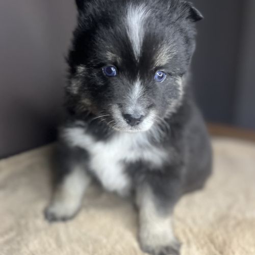 Pomsky miniature f3 #3