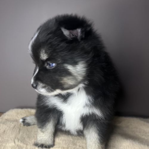 Pomsky miniature f3 #4