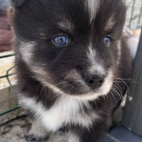 Pomsky miniature f3 #0