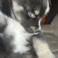 Pomsky miniature f3 #1