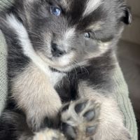 Pomsky miniature f3 #2