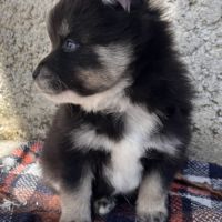 Pomsky miniature f3 #5