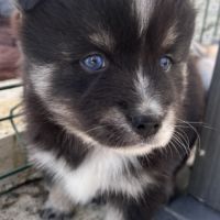 Pomsky miniature f3