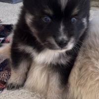 Pomsky miniature f3 #7