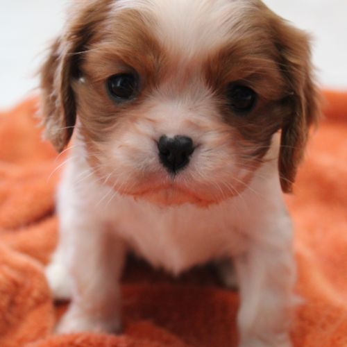 Chiots cavalier kings charles #3