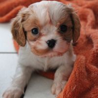 Chiots cavalier kings charles