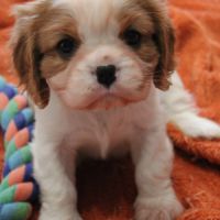 Chiots cavalier kings charles #2