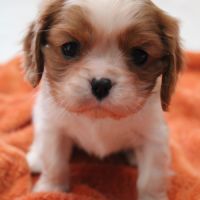 Chiots cavalier kings charles #3