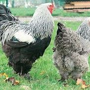 Coqs toutes races #1