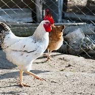 Coqs toutes races