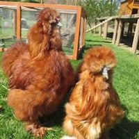 Coqs toutes races #3