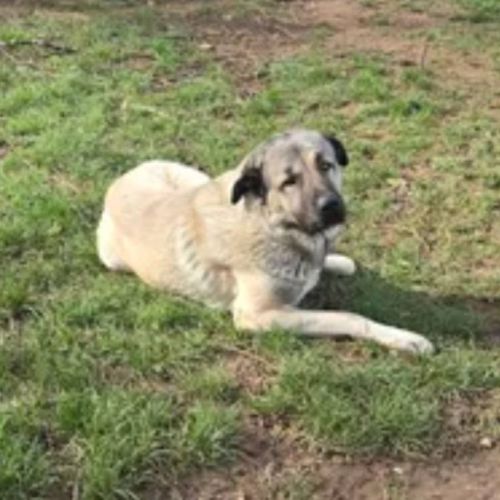 Altay berger d'anatolie #3