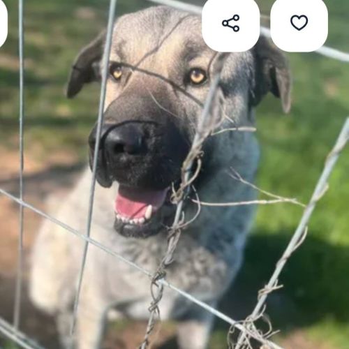 Altay berger d'anatolie #4