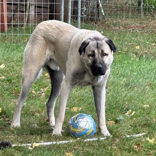 Altay berger d'anatolie #5